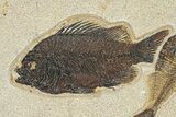 Plate of Two Fossil Fish (Cockerellites & Diplomystus) - Wyoming #292395-1